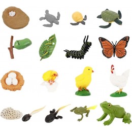 STOBOK Animaux cycle de vie figurines papillon coq grenouille tortue papillon 4 jeux en plastique figurines d'animaux pour enfants modèle pédagogique jouet éducatif décoration de bureau - BK451AGHG