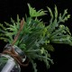 Harilla 1:12 Maison de Poupée Miniature Plantes Vertes dans Une Bouteille En Verre Décoration de Jardin #2 - B4QMHYTIR