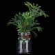 Harilla 1:12 Maison de Poupée Miniature Plantes Vertes dans Une Bouteille En Verre Décoration de Jardin #2 - B4QMHYTIR